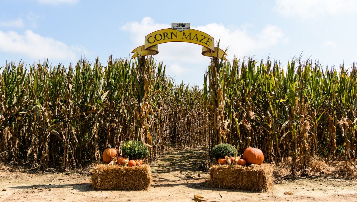 greenville pumpkin patch